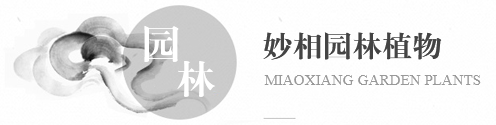妙相园林植物